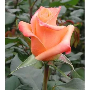 Роза "Сари"(Sari)